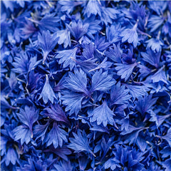 Blue Cornflower + Gulab