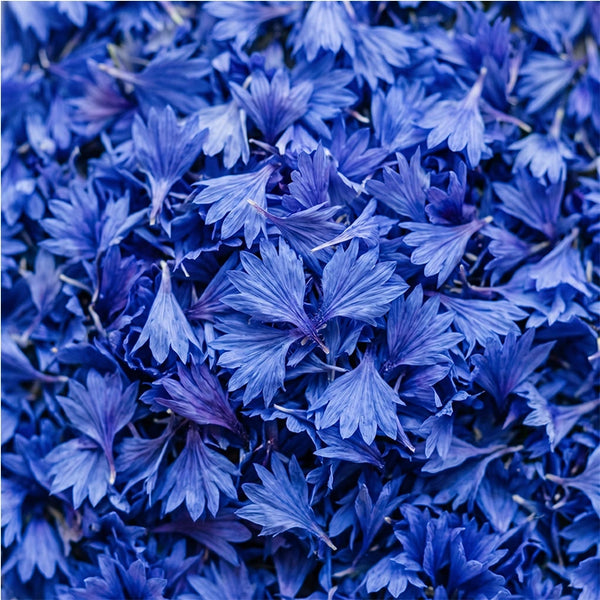 Blue Corn Flower