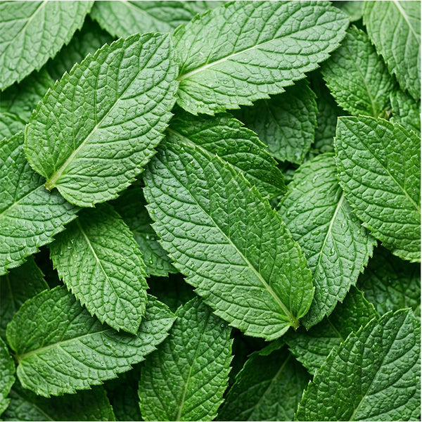 Peppermint