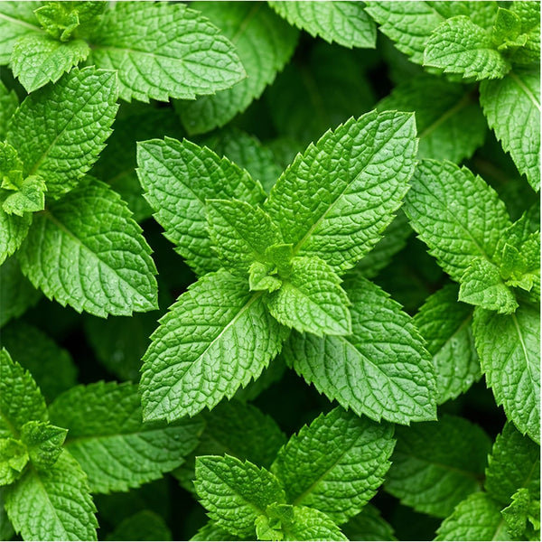 Spearmint