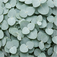 Eucalyptus