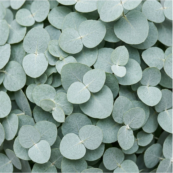 Eucalyptus