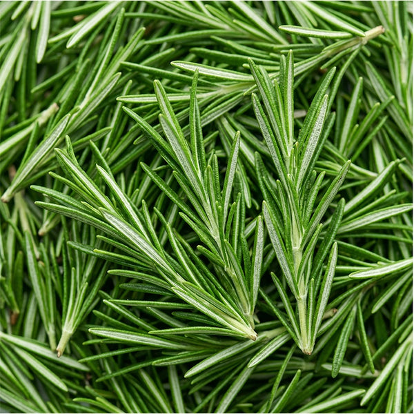 Rosemary