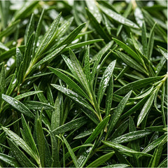 Tea Tree