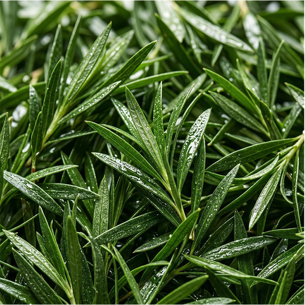 Tea Tree Oil