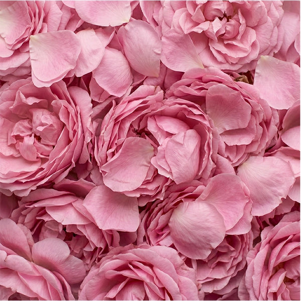 Rosa Centifolia