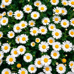 Chamomile