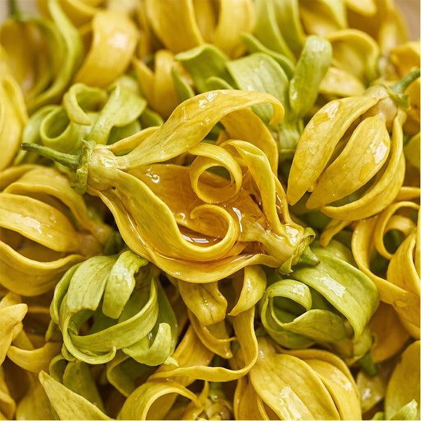 Ylang Ylang Oil