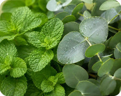 Peppermint Oil + Eucalyptus Oil