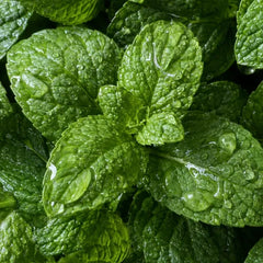 Peppermint Oil