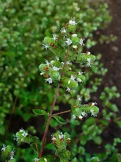 Marjoram Leaf Oil
