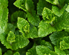 Mentha piperata 