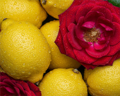 Citrus limon 