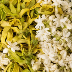 Jasmine + Ylang Ylang