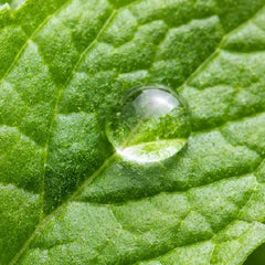 Peppermint